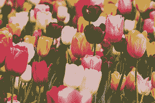 Image optimisée avec Squoosh, réduite et en 4 couleurs